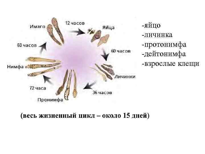 -яйцо -личинка -протонимфа -дейтонимфа -взрослые клещи 