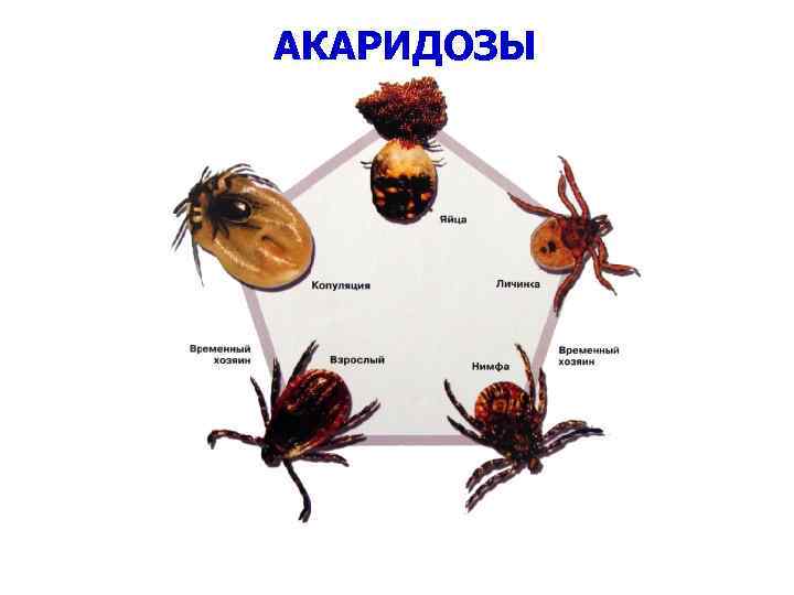 АКАРИДОЗЫ 
