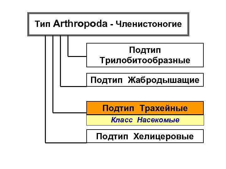 Тип Arthropoda - Членистоногие Подтип Трилобитообразные Подтип Жабродышащие Подтип Трахейные Класс Насекомые Подтип Хелицеровые