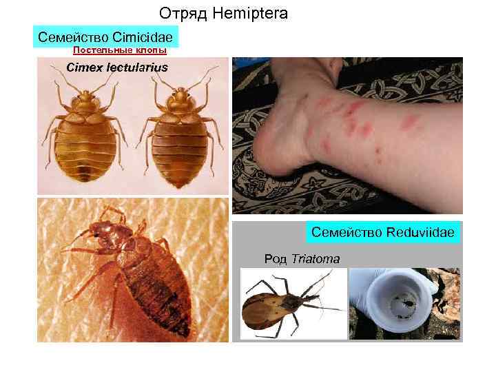 Отряд Hemiptera Семейство Cimicidae Постельные клопы Cimex lectularius Семейство Reduviidae Род Triatoma 