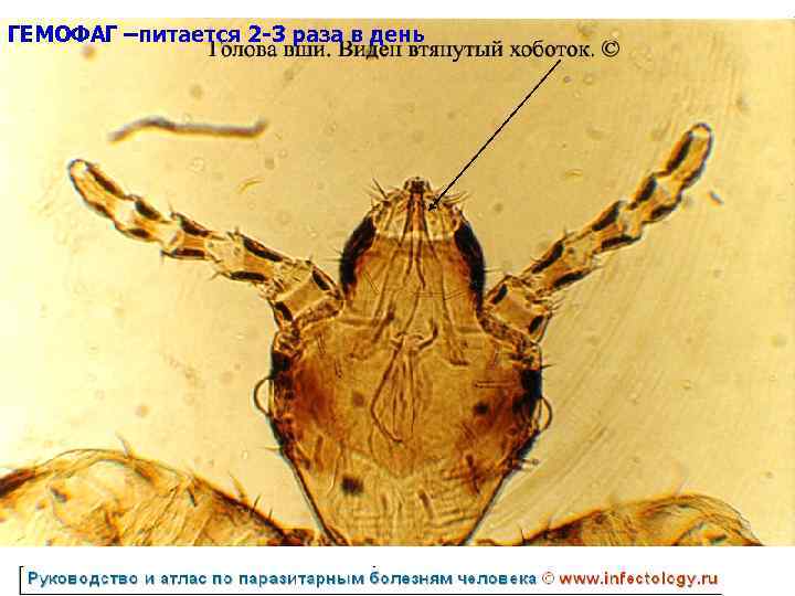 ГЕМОФАГ –питается 2 -3 раза в день 