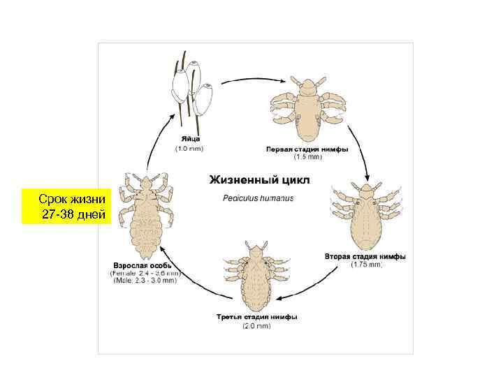 Срок жизни 27 -38 дней 