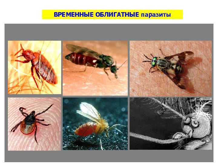 ВРЕМЕННЫЕ ОБЛИГАТНЫЕ паразиты 