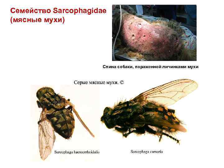 Семейство Sarcophagidae (мясные мухи) Спина собаки, пораженной личинками мухи 