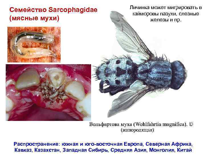 Семейство Sarcophagidae (мясные мухи) Личинка может мигрировать в гайморовы пазухи, слезные железы и пр.