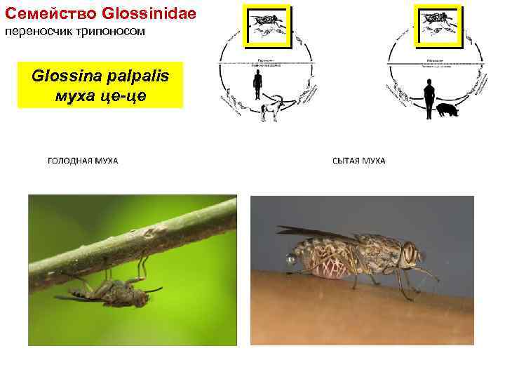 Семейство Glossinidae переносчик трипоносом Glossina palpalis муха це-це 