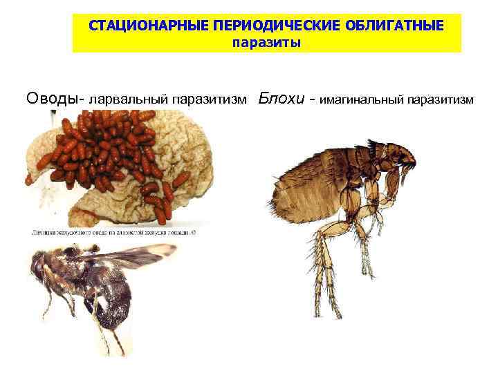 Облигатные паразиты