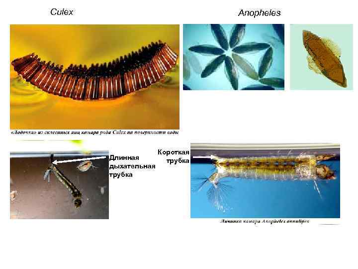 Culex Anopheles Длинная дыхательная трубка Короткая трубка 