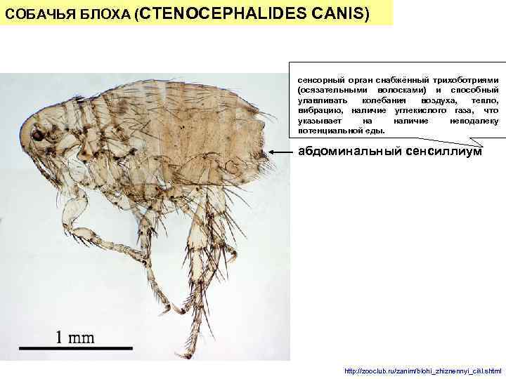 СОБАЧЬЯ БЛОХА (CTENOCEPHALIDES CANIS) сенсорный орган снабжённый трихоботриями (осязательными волосками) и способный улавливать колебания