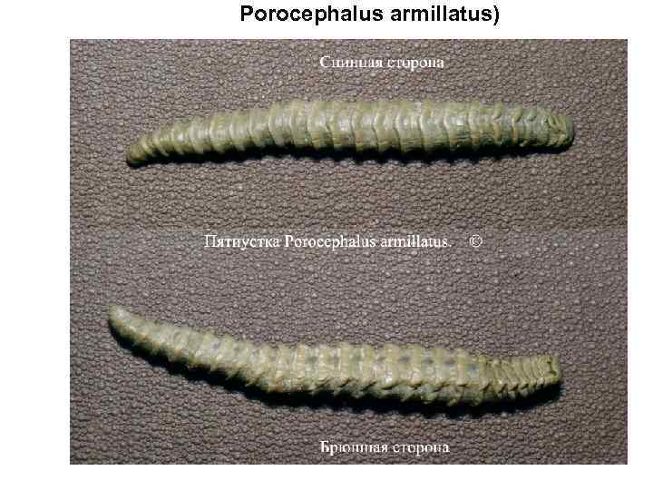  Porocephalus armillatus) 
