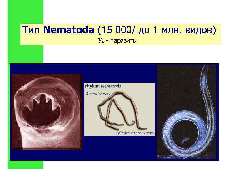 Тип Nematoda (15 000/ до 1 млн. видов) ½ - паразиты 