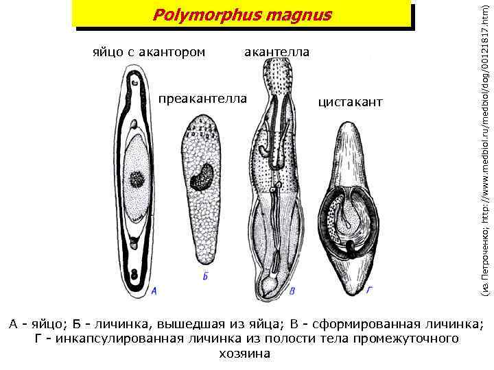 яйцо с акантором акантелла преакантелла цистакант (из Петроченко; http: //www. medbiol. ru/medbiol/dog/00121817. htm) Polymorphus