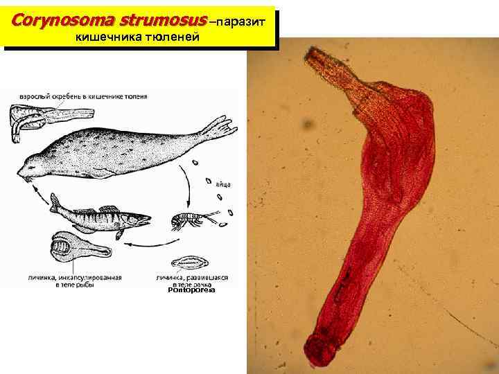 Corynosoma strumosus –паразит кишечника тюленей Pontoporeia 