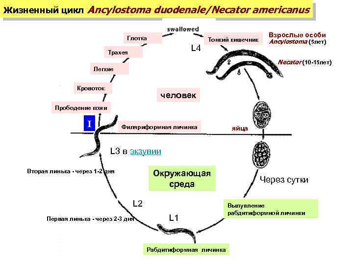 Жизненный цикл Ancylostoma duodenale/Necator americanus глотание Взрослые особи Глотка L 4 Трахея Тонкий кишечник