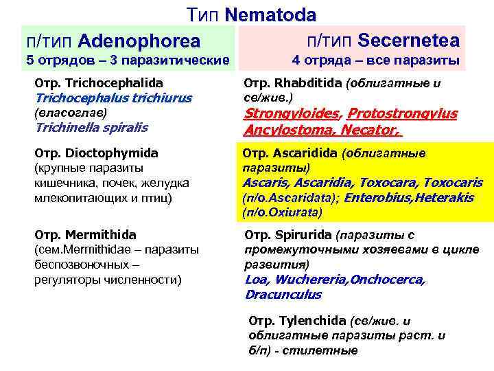 Тип Nematoda п/тип Secernetea п/тип Adenophorea 5 отрядов – 3 паразитические Отр. Trichocephalida Trichocephalus