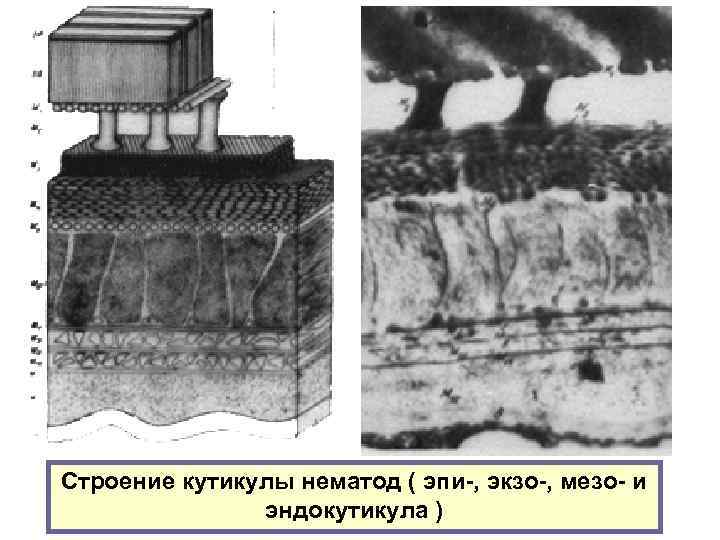 Строение кутикулы нематод ( эпи-, экзо-, мезо- и эндокутикула ) 