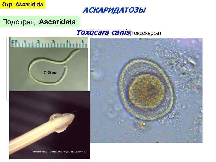 Отр. Ascaridida АСКАРИДАТОЗЫ Подотряд Ascaridata Toxocara canis(токсокароз) 7 -15 см 