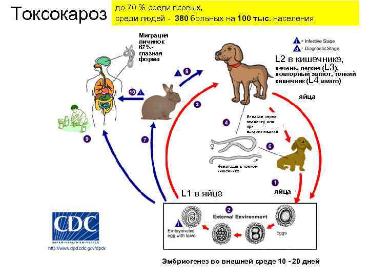 Токсокароз до 70 % среди псовых, среди людей - 380 больных на 100 тыс.