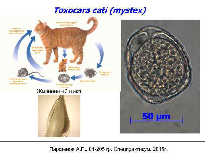 Toxocara cati (mystex) Жизненный цикл Парфенов А. П. , 01 -205 гр. Спецпрактикум, 2015