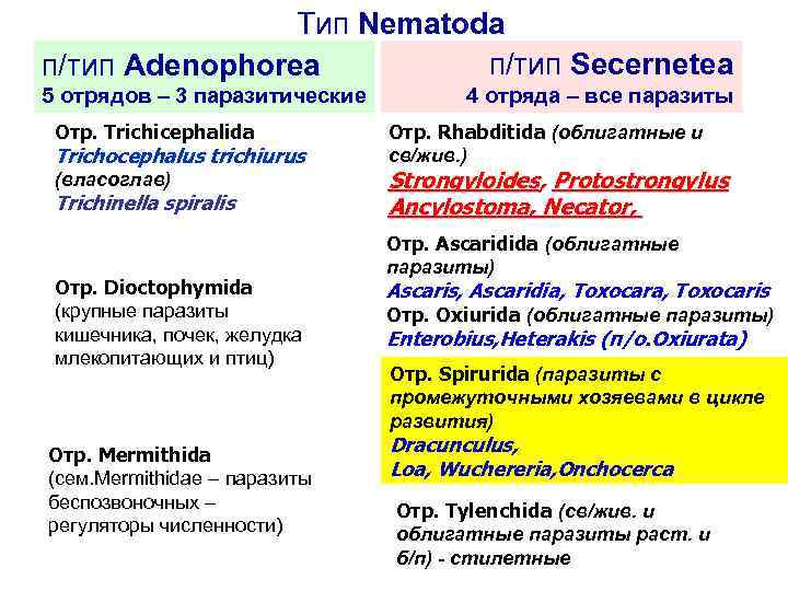 Тип Nematoda п/тип Secernetea п/тип Adenophorea 5 отрядов – 3 паразитические Отр. Trichicephalida Trichocephalus