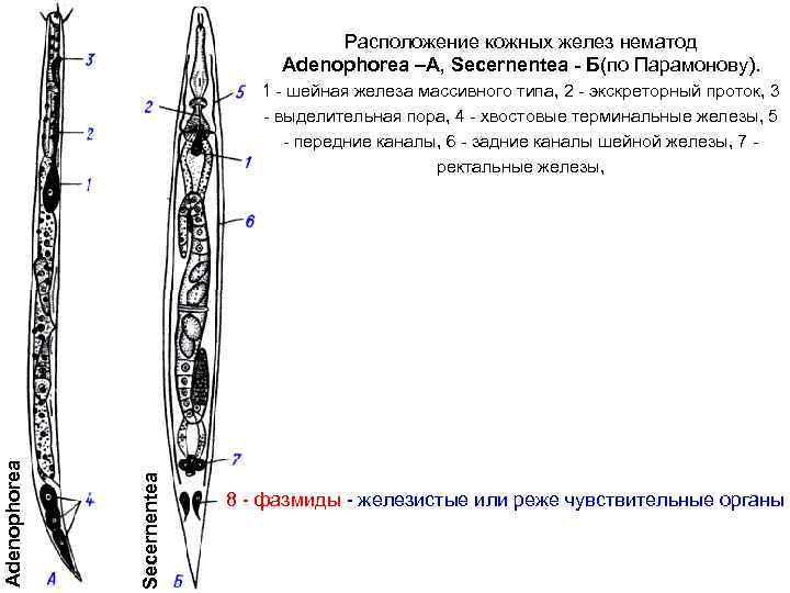 Расположение кожных желез нематод Adenophorea –А, Secernentea - Б(по Парамонову). Secernentea Adenophorea 1 -