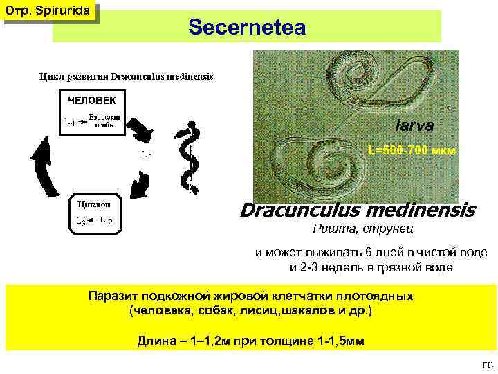 Отр. Spirurida Secernetea larva L=500 -700 мкм L= Dracunculus medinensis Ришта, струнец и может