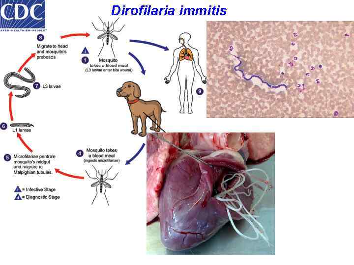 Dirofilaria immitis 