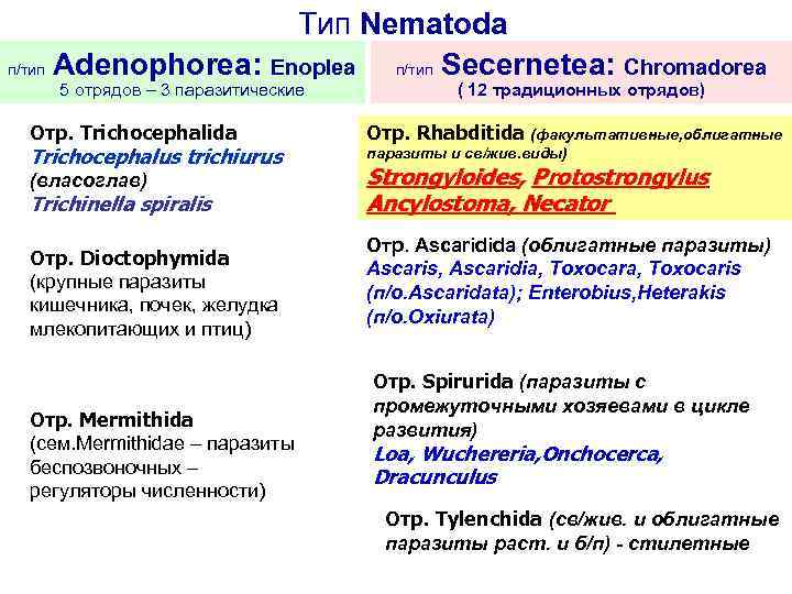 Тип Nematoda п/тип Adenophorea: Enoplea п/тип Secernetea: Chromadorea 5 отрядов – 3 паразитические Отр.