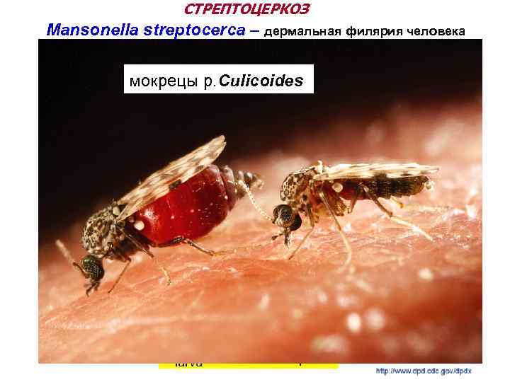 СТРЕПТОЦЕРКОЗ Mansonella streptocerca – дермальная филярия человека мокрецы р. Culicoides Lпв=2 -3 см Llarva=180