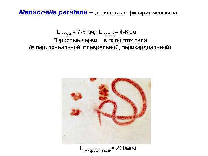 Mansonella perstans – дермальная филярия человека L самки= 7 -8 см; L самца= 4