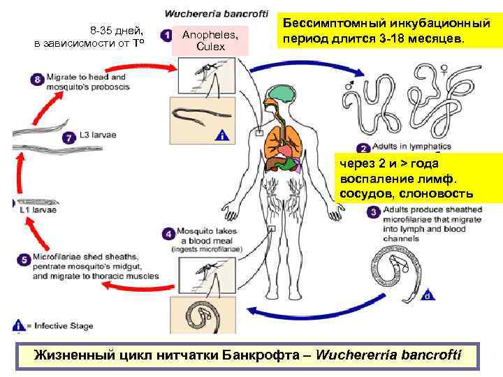 8 -35 дней, в зависисмости от То Anopheles, Culex Бессимптомный инкубационный период длится 3