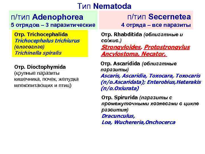 Тип Nematoda п/тип Secernetea п/тип Adenophorea 5 отрядов – 3 паразитические Отр. Trichocephalida Trichocephalus