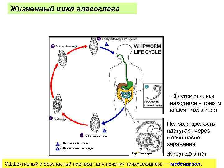 Жизненный цикл развития. Власоглав человеческий жизненный цикл схема. Цикл развития власоглава схема. Власоглав жизненный цикл. Цикл развития власоглава человеческого.