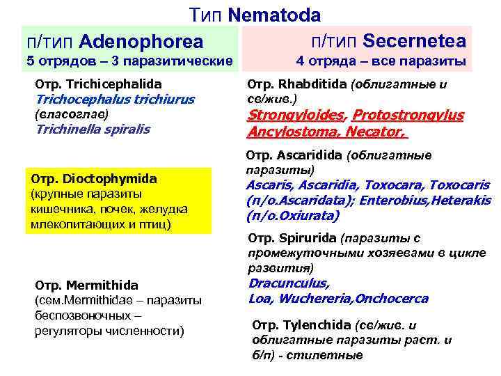 Тип Nematoda п/тип Secernetea п/тип Adenophorea 5 отрядов – 3 паразитические Отр. Trichicephalida Trichocephalus