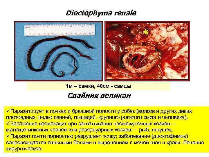 Dioctophyma renale 1 м – самки, 40 см - самцы Свайник великан üПаразитирует в