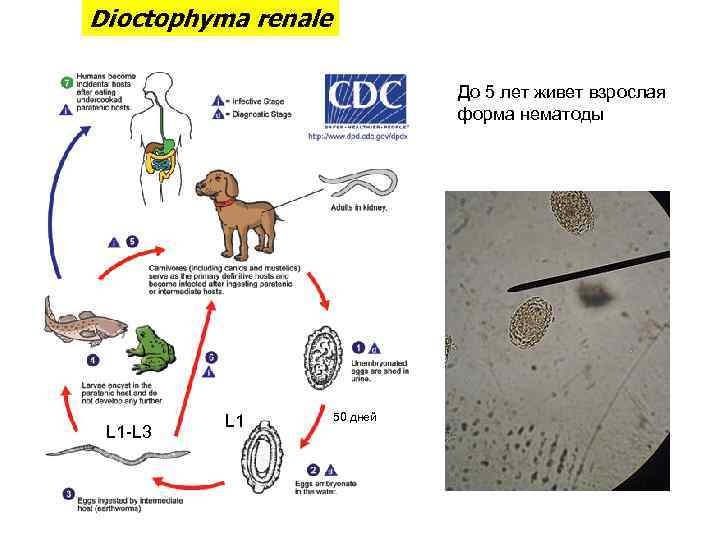 Dioctophyma renale До 5 лет живет взрослая форма нематоды L 1 -L 3 L