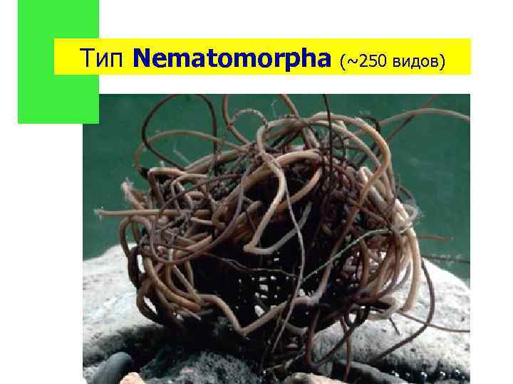 Тип Nematomorpha (~250 видов) 