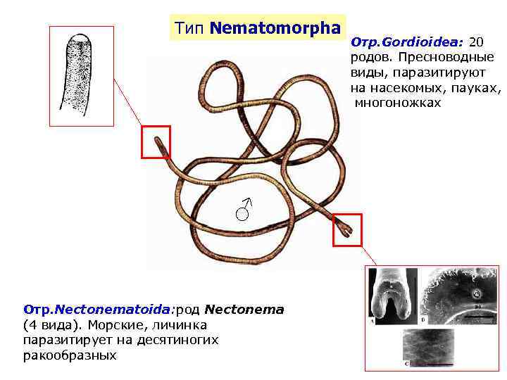 Тип Nematomorpha ♂ Отр. Nectonematoida: род Nectonema (4 вида). Морские, личинка паразитирует на десятиногих