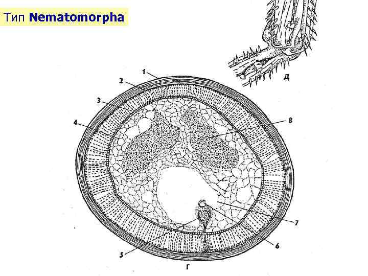 Тип Nematomorpha 