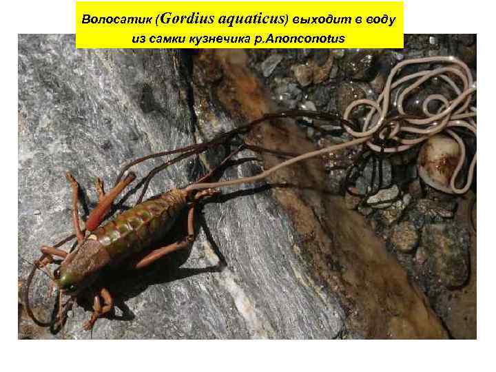 Волосатик (Gordius aquaticus) выходит в воду из самки кузнечика р. Anonconotus 