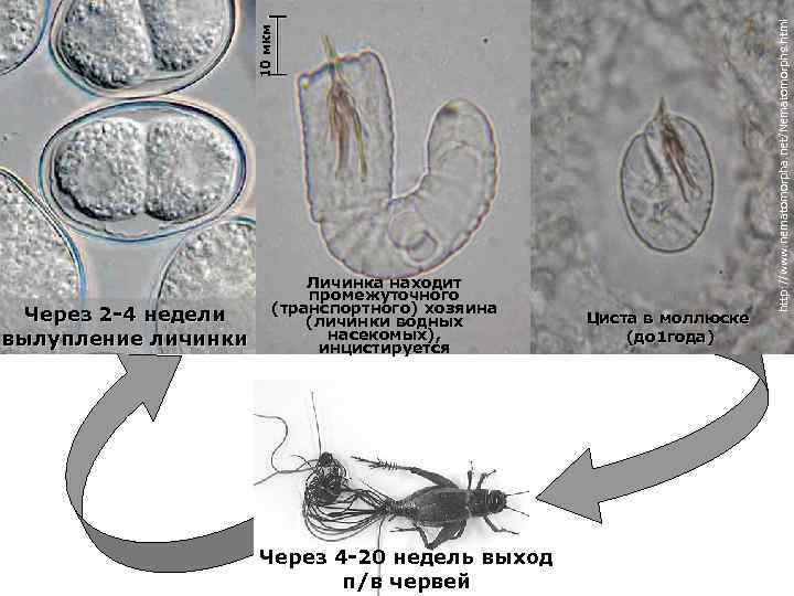 Через 4 -20 недель выход п/в червей Циста в моллюске (до 1 года) http: