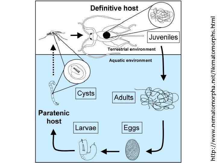 http: //www. nematomorpha. net/Nematomorphs. html 