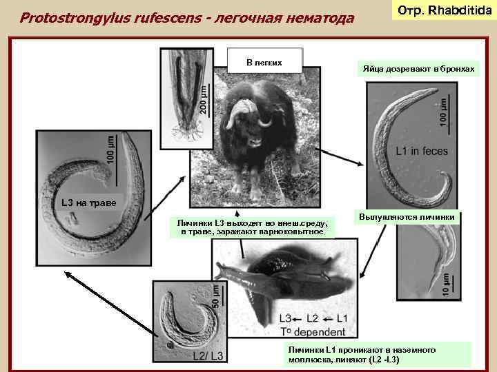 Protostrongylus rufescens - легочная нематода В легких L 3 на траве Отр. Rhabditida Яйца