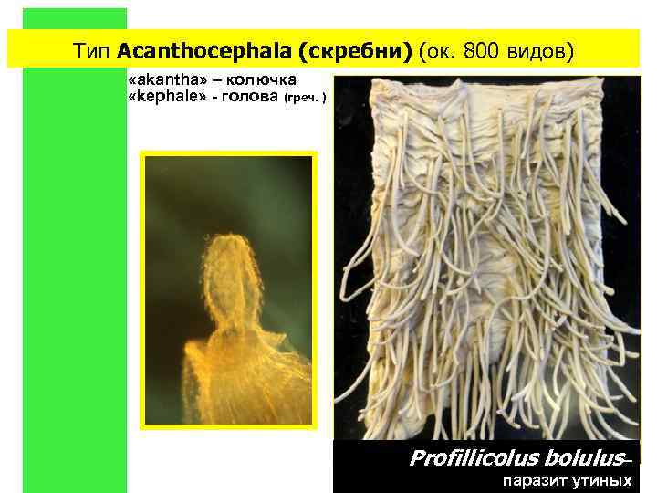 Тип Acanthocephala (скребни) (ок. 800 видов) «akantha» – колючка «kephale» - голова (греч. )