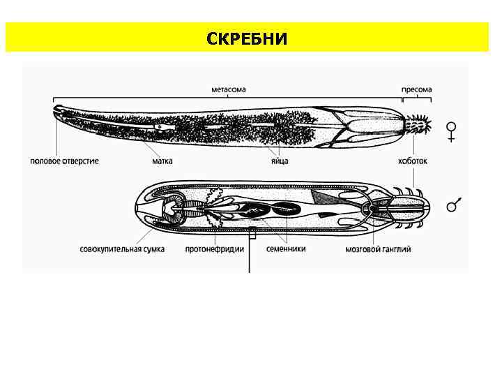 СКРЕБНИ 