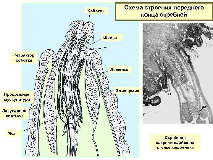 Схема строения переднего конца скребней Хоботок Шейка Ретрактор хоботка Лемниск Продольная мускулатура Эпидермис Лакунарная