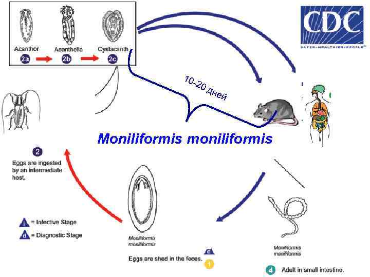 1020 дне й Moniliformis moniliformis 