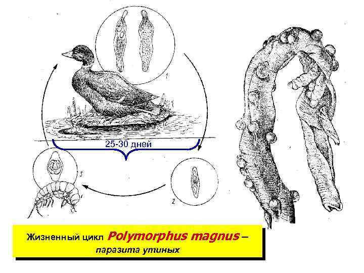 25 -30 дней Жизненный цикл Polymorphus magnus – паразита утиных 