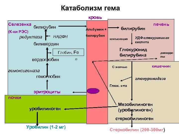 Катаболизм гема кровь Селезенка (К-ки РЭС) билирубин редуктаза Альбумин + НАДФН билирубин конъюгация биливердин