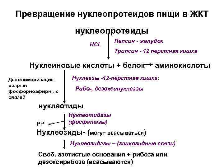 Превращение нуклеопротеидов пищи в ЖКТ нуклеопротеиды HCL Пепсин - желудок Трипсин - 12 перстная